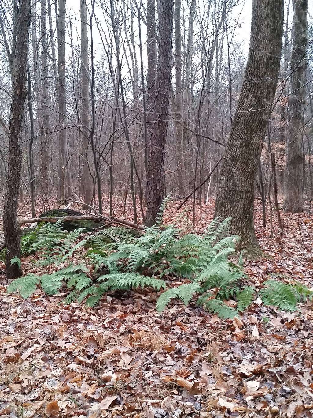 Camp Lackawanna | 1219 Vosburg-Neck Rd, Tunkhannock, PA 18657, USA | Phone: (570) 836-3444