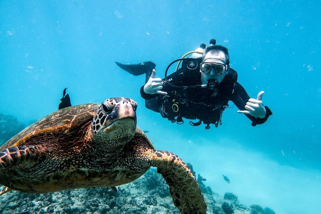 Aqua Zone Scuba Diving & Snorkeling Boat Location - Slip A-8 | Dive Boat location- Kewalo Harbor 1125 Ala Moana Blvd Slip A-8, Honolulu, HI 96813, USA | Phone: (808) 923-3483