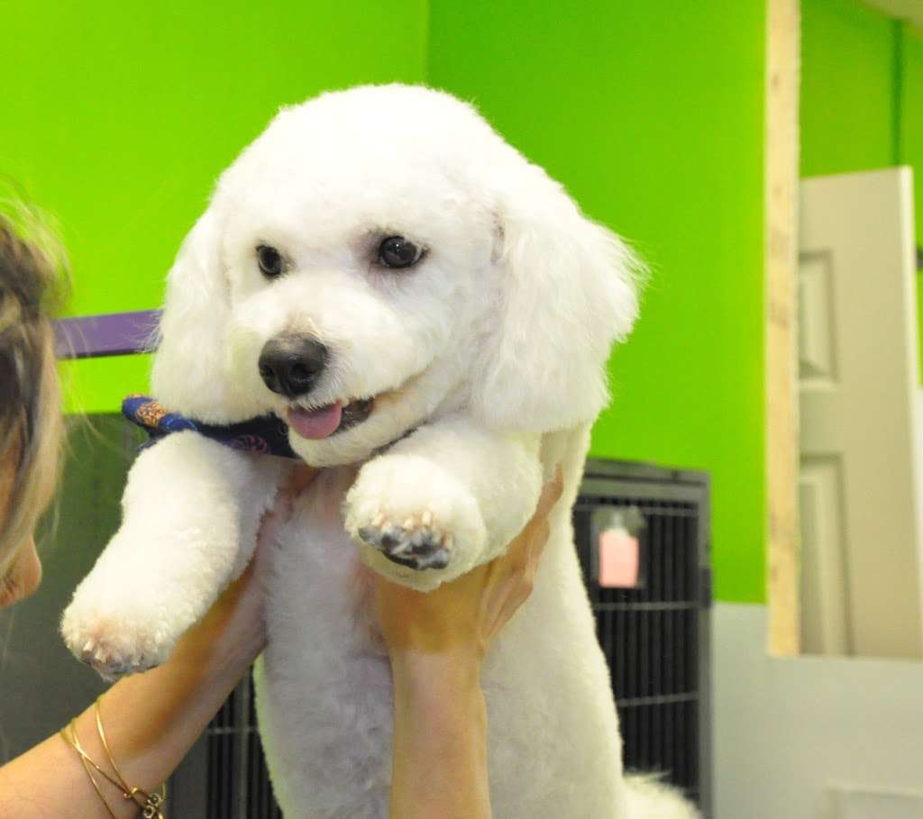 Fluffy Angel Pet Grooming & Spa | 371 Long Beach Rd, Island Park, NY 11558 | Phone: (516) 608-9613