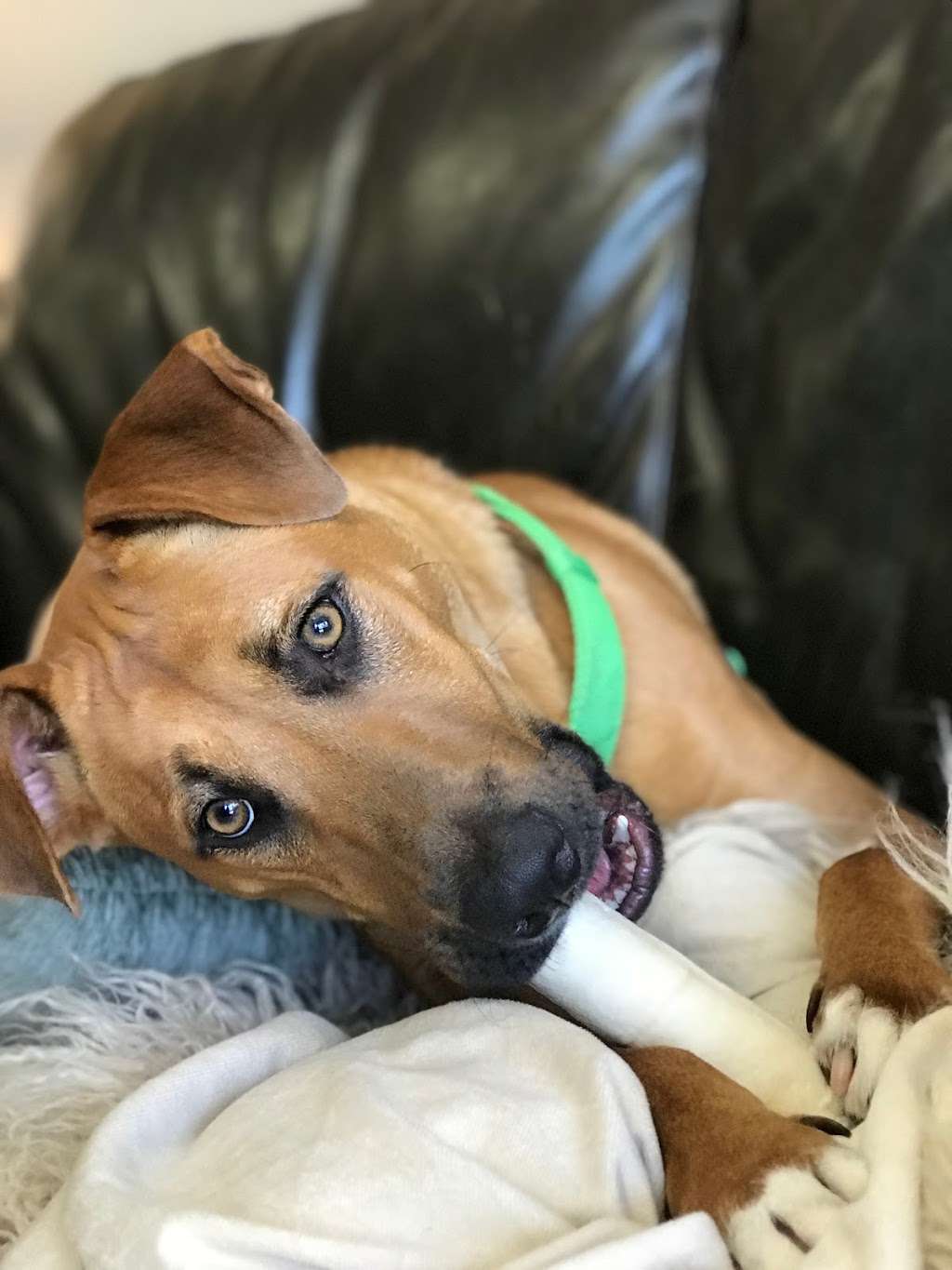 Cypress Lucky Mutt Kennel | 14427 Huffmeister Rd, Cypress, TX 77429, USA | Phone: (832) 653-2391