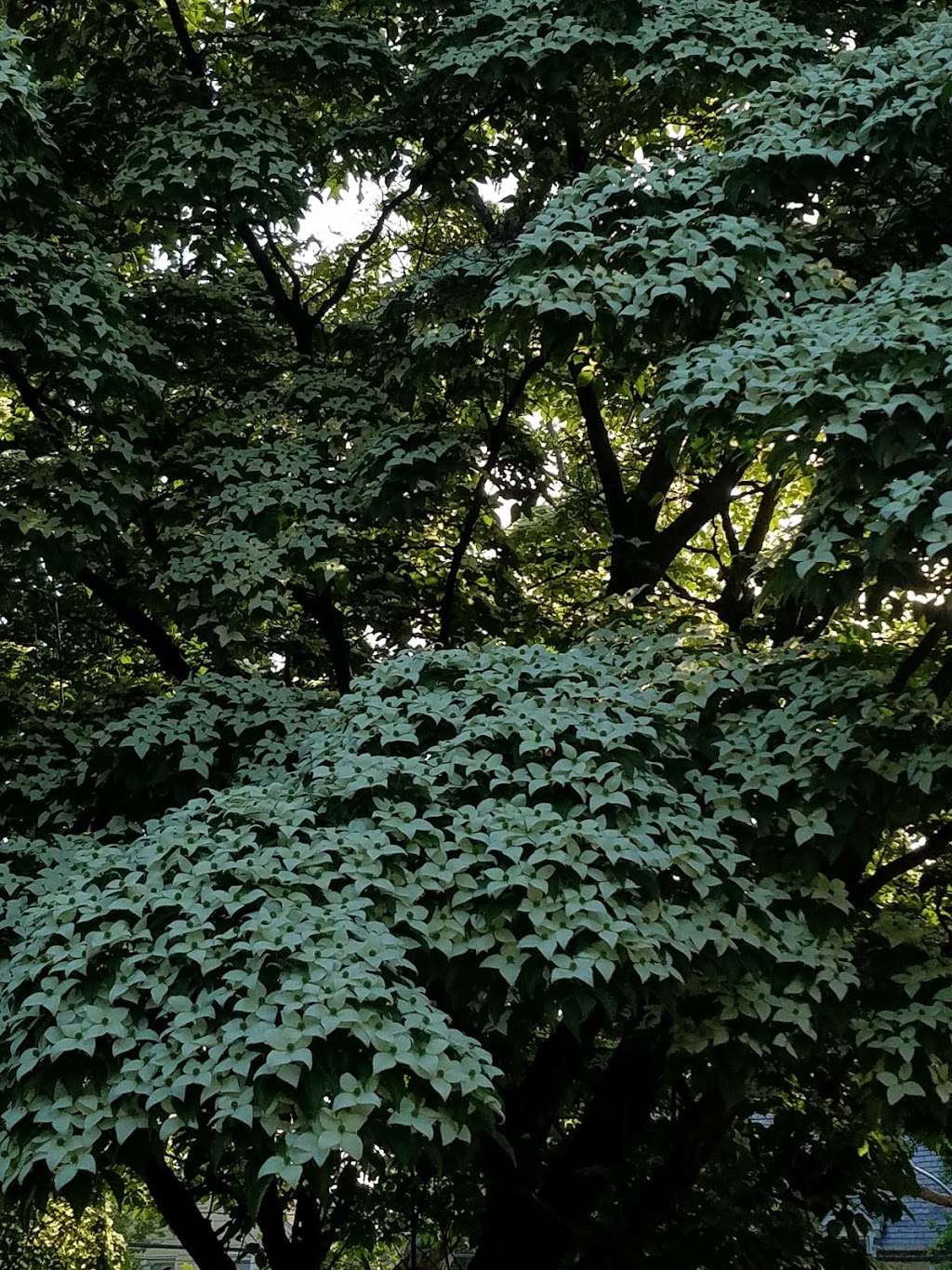 All Saints Cemetery | Great Neck, NY 11024, USA | Phone: (516) 482-5392