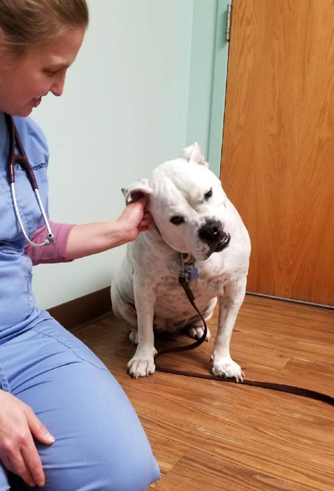 Groveport Canal Animal Hospital | 649 Main St, Groveport, OH 43125, USA | Phone: (614) 836-3222