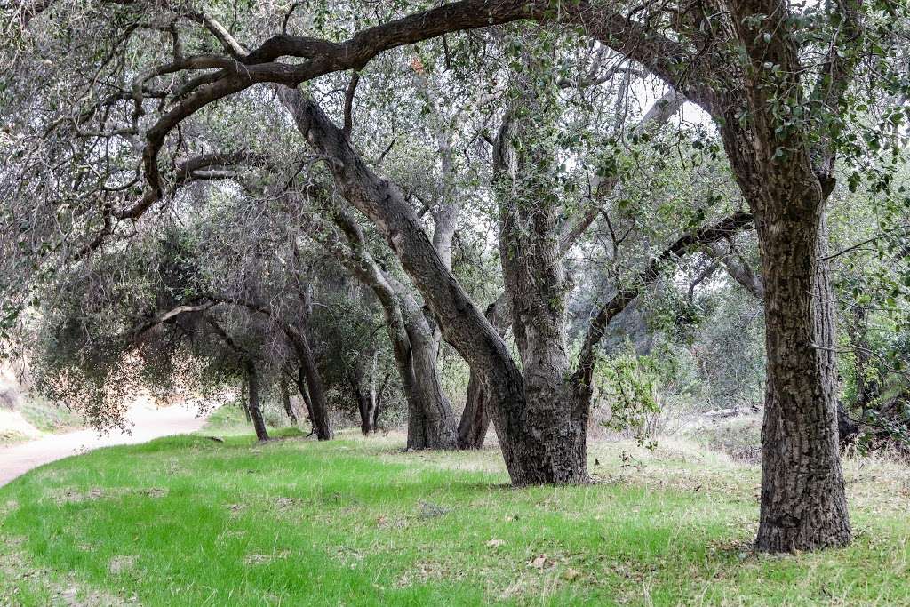 Claremont Hills Wilderness Park | 1406, 4031 N Mills Ave, Claremont, CA 91711, USA | Phone: (909) 399-5490