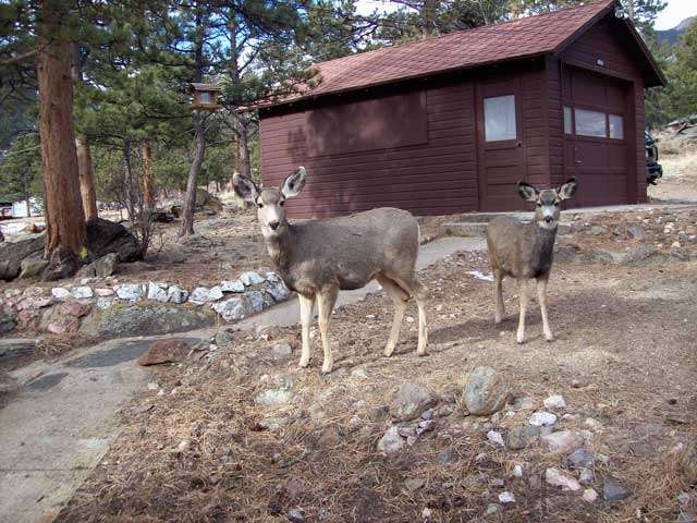 Little Brown Cabin | 1855 CO-66, Estes Park, CO 80517, USA | Phone: (970) 586-8166