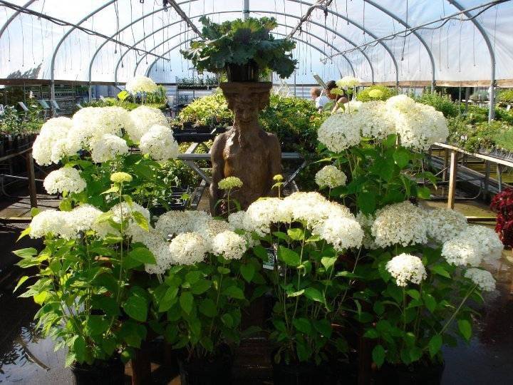 K&A Greenhouse | 7595 W Mineral Point Rd, Verona, WI 53593, USA | Phone: (608) 833-5244