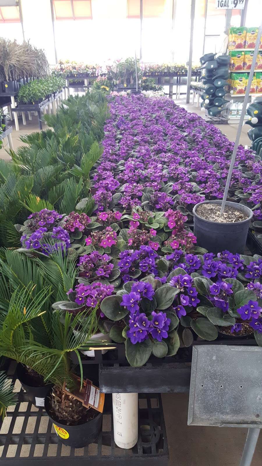 Houston Garden Center | 20415 Southwest Fwy, Richmond, TX 77469, USA | Phone: (281) 344-0353