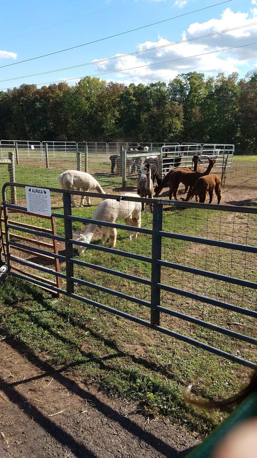 GracefulGlenAlpacas, LLC | 798 Hunsicker Rd, Telford, PA 18969, USA | Phone: (267) 421-1022