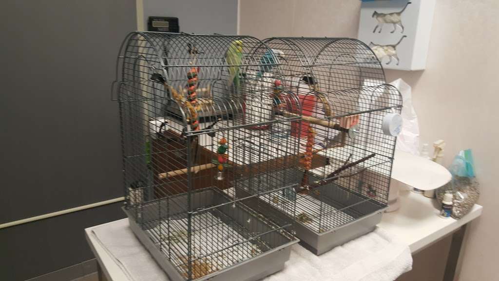 Paws and Feathers Veterinary Clinic Inc | 3674 N Elston Ave, Chicago, IL 60618, USA | Phone: (773) 866-1351