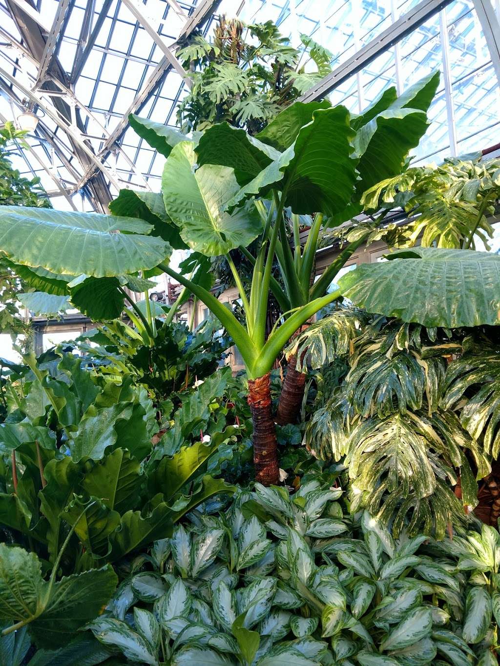 Garfield Park Conservatory | 300 N Central Park Ave, Chicago, IL 60624, USA | Phone: (312) 746-5100