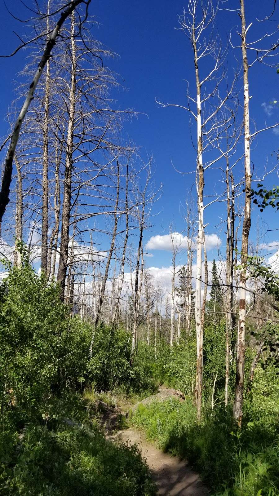 Cub Creek Primitive Campground | Cub Lake Trail, Estes Park, CO 80517, USA | Phone: (970) 586-1206