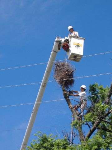 Arbor Masters Tree Service | 1510 Jelmak St, Grand Prairie, TX 75050, USA | Phone: (469) 586-5829