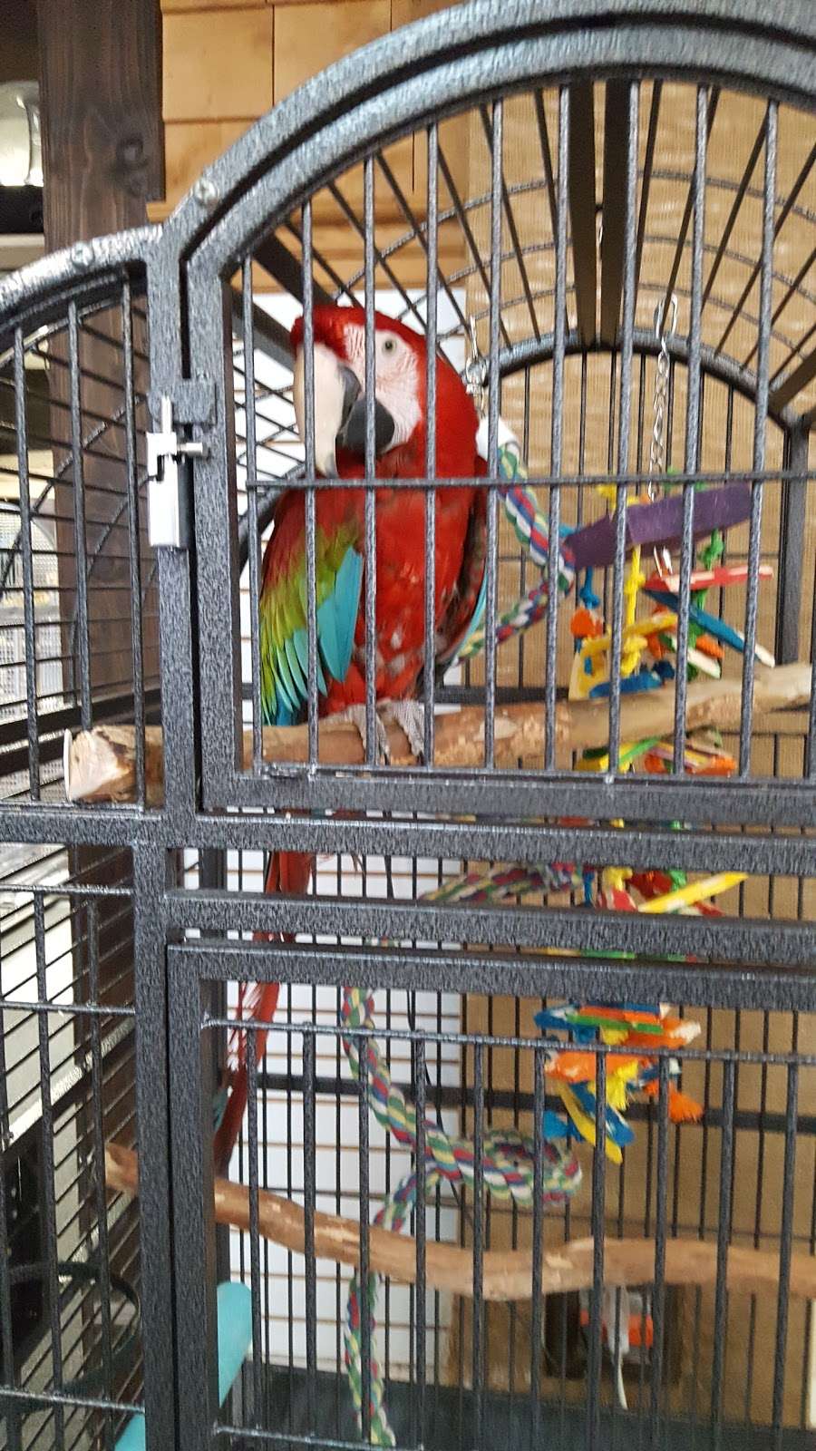 Fancy Feathers Exotic Birds | 5112, 1610 N Black Horse Pike, Blackwood, NJ 08012, USA | Phone: (856) 228-6000