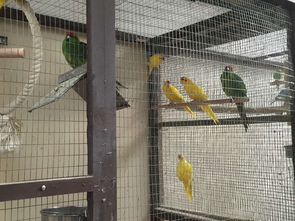 The Enfield Bird Centre bird cages | Cattlegate Rd, Enfield EN2 9DS, UK | Phone: 020 8367 9223