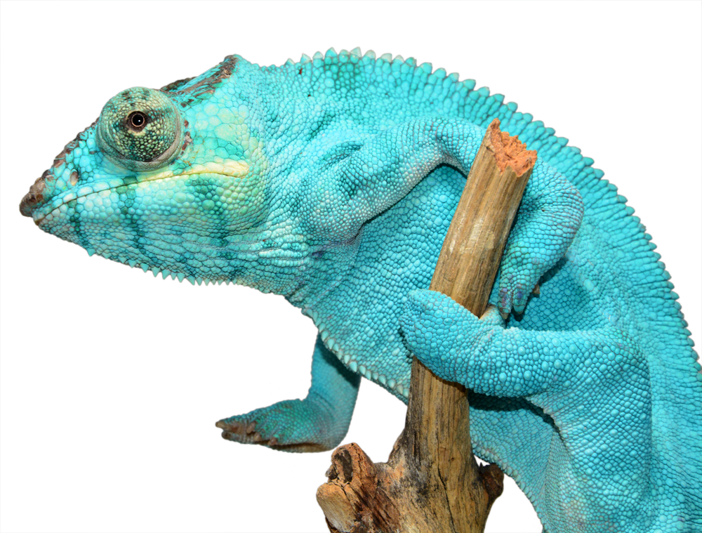 Canvas Chameleons | 2661 Bernville Rd, Reading, PA 19605, USA