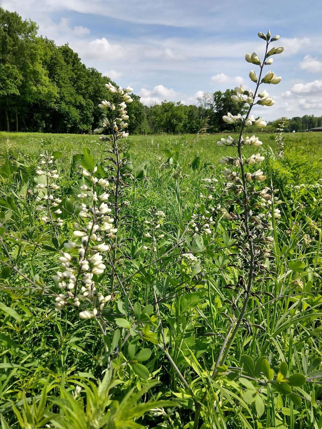 Margaret Pearson Interpretive Trail | Pine St, Batavia, IL 60510, USA