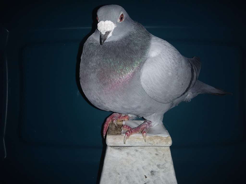 Velocitypigeons racing pigeons for sale | 1126 S Washington Ave, Compton, CA 90221, USA | Phone: (310) 493-8126