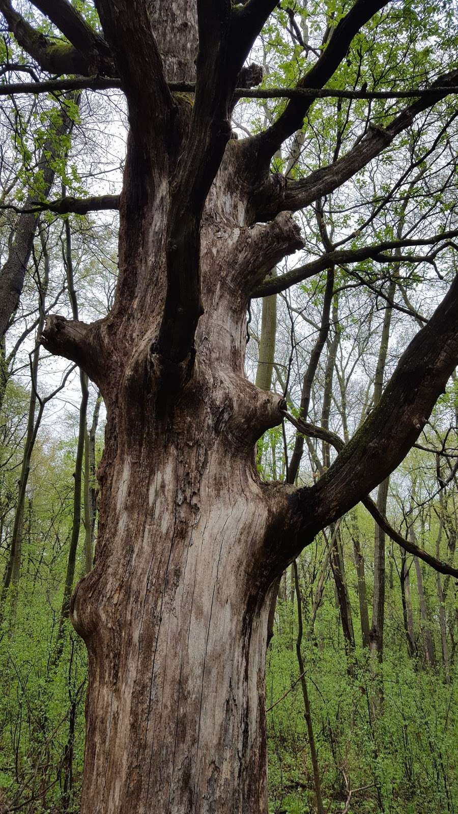 Honey Creek Wildlife Area | Academy Rd, Burlington, WI 53105, USA | Phone: (262) 884-2301