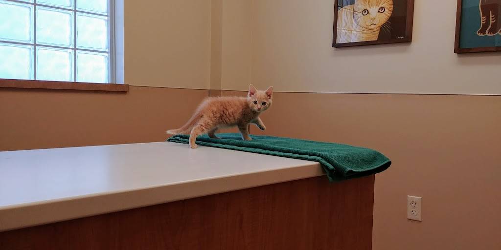 Boise Cat Clinic | 506 N Latah St, Boise, ID 83706, USA | Phone: (208) 258-2010