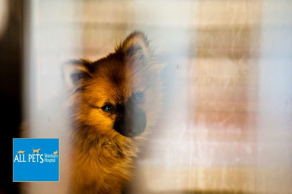 All Pets Veterinary Hospital | 915 S Talbot St, St Michaels, MD 21663, USA | Phone: (410) 745-5275