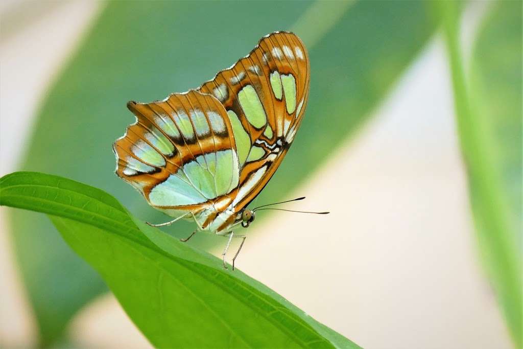 Butterfly Habitat | 1001 Fairgrounds Dr, Vallejo, CA 94589, USA | Phone: (707) 644-4000