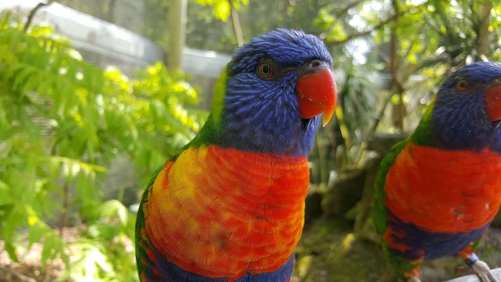 Lorikeet Lagoon | Chessington KT9 2NE, UK