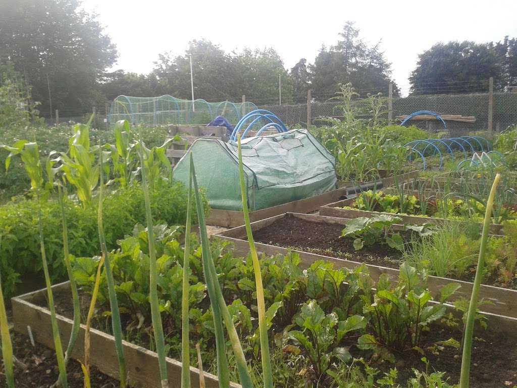 Ditton Allotments | Ragstone Ct, Ditton, Aylesford ME20 6AJ, UK