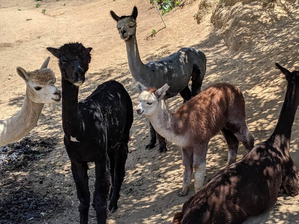 A Simpler Time-Alpacas & Mill | 1802 Alta Pl, El Cajon, CA 92021, USA | Phone: (619) 579-9114