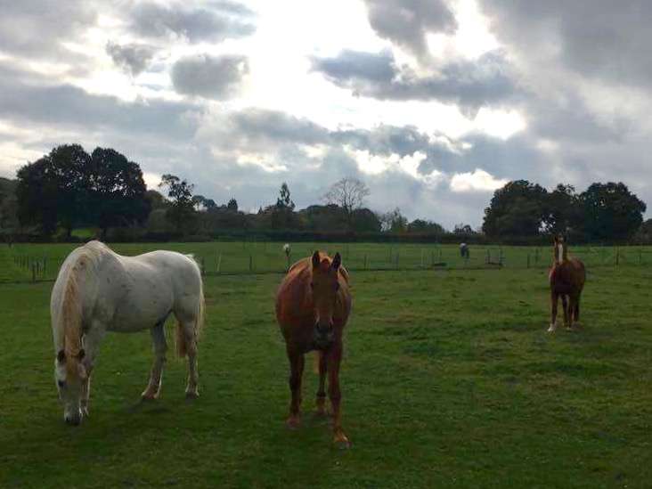 Little Dunks Livery Yard | Cuckoo Ln, Brenchley, Tonbridge TN12 7HX, UK | Phone: 07966 172422