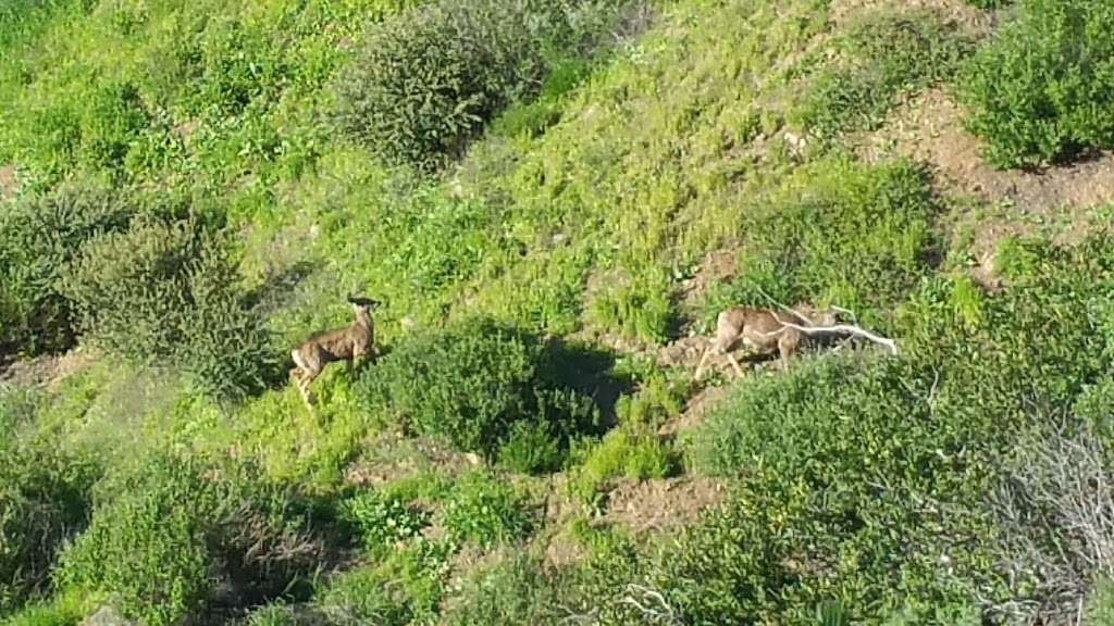 Tucker Wildlife Sanctuary | 29322 Modjeska Canyon Rd, Silverado, CA 92676, USA | Phone: (714) 649-2760