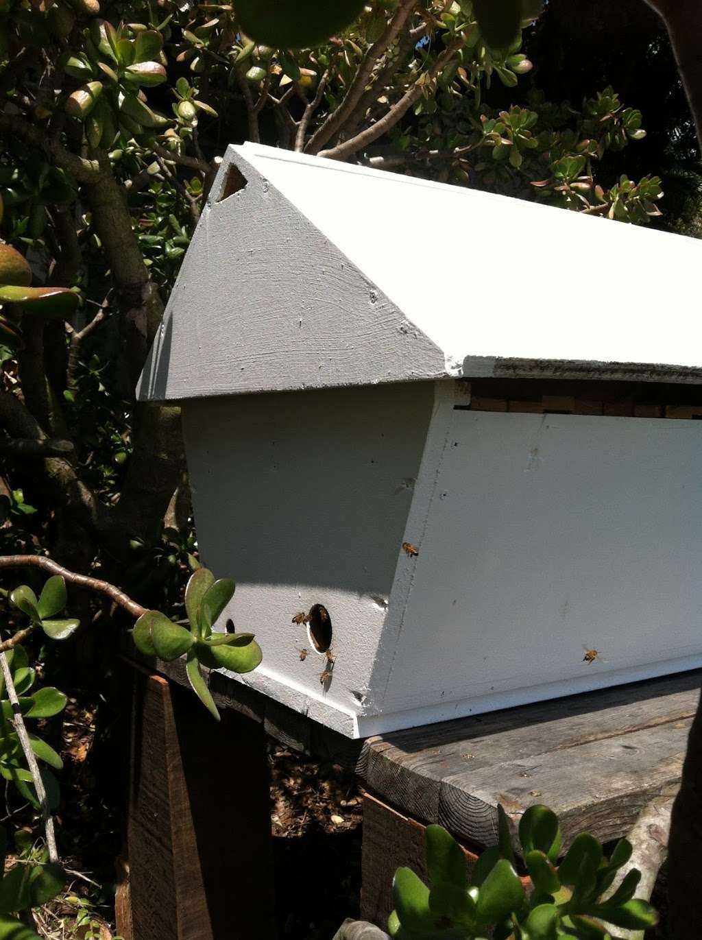 Mission Beekeeping | 779 N Ventura Ave, Oak View, CA 93022 | Phone: (805) 636-4426