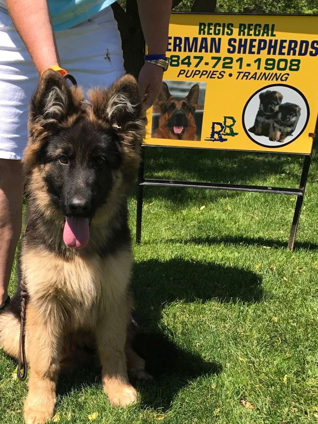 Regis Regal German Shepherds | 1710 IL-173, Spring Grove, IL 60081, USA | Phone: (847) 721-1908