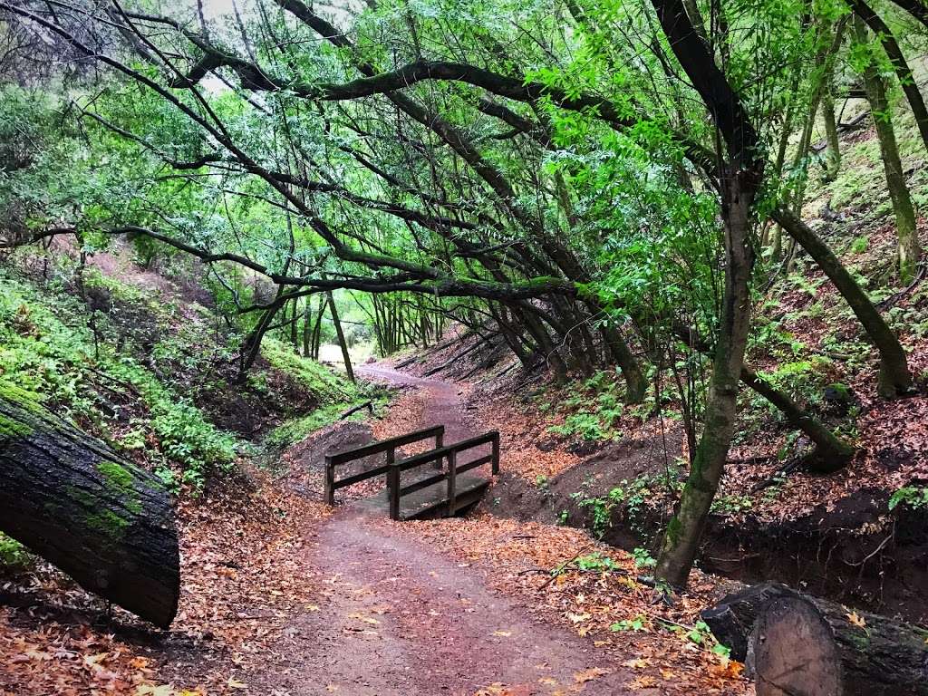 Best Self Walking Therapy | 22500 Cristo Rey Dr, Los Altos, CA 94024, USA | Phone: (408) 813-5324