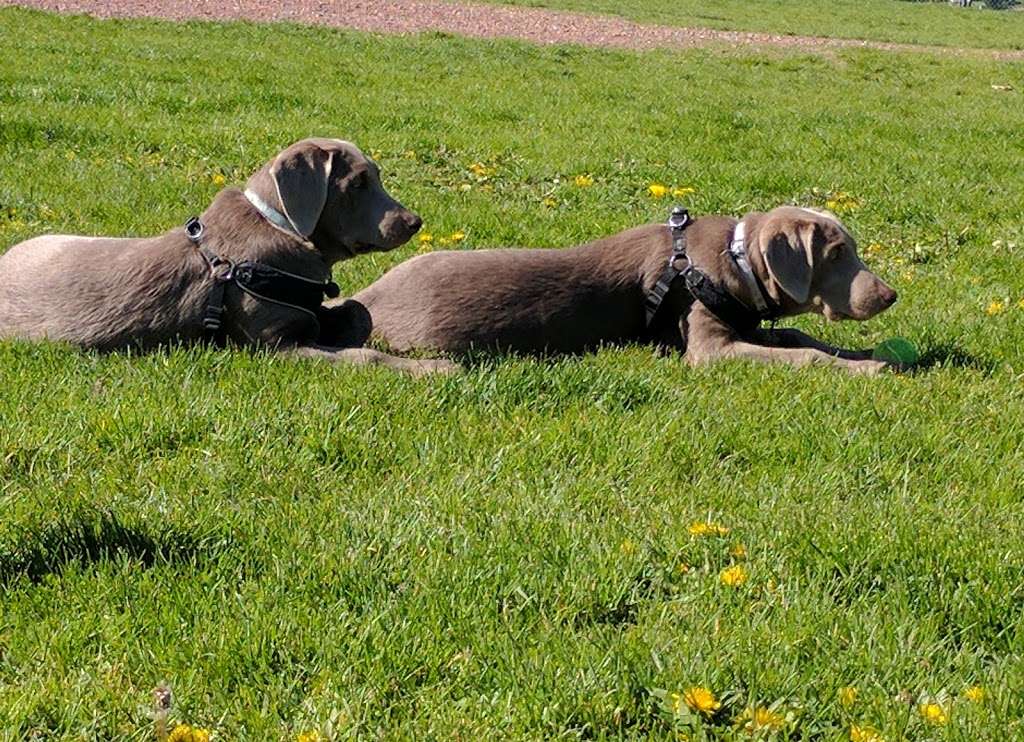 Off-Leash Dog Park | 24100 75th St, Salem, WI 53168, USA