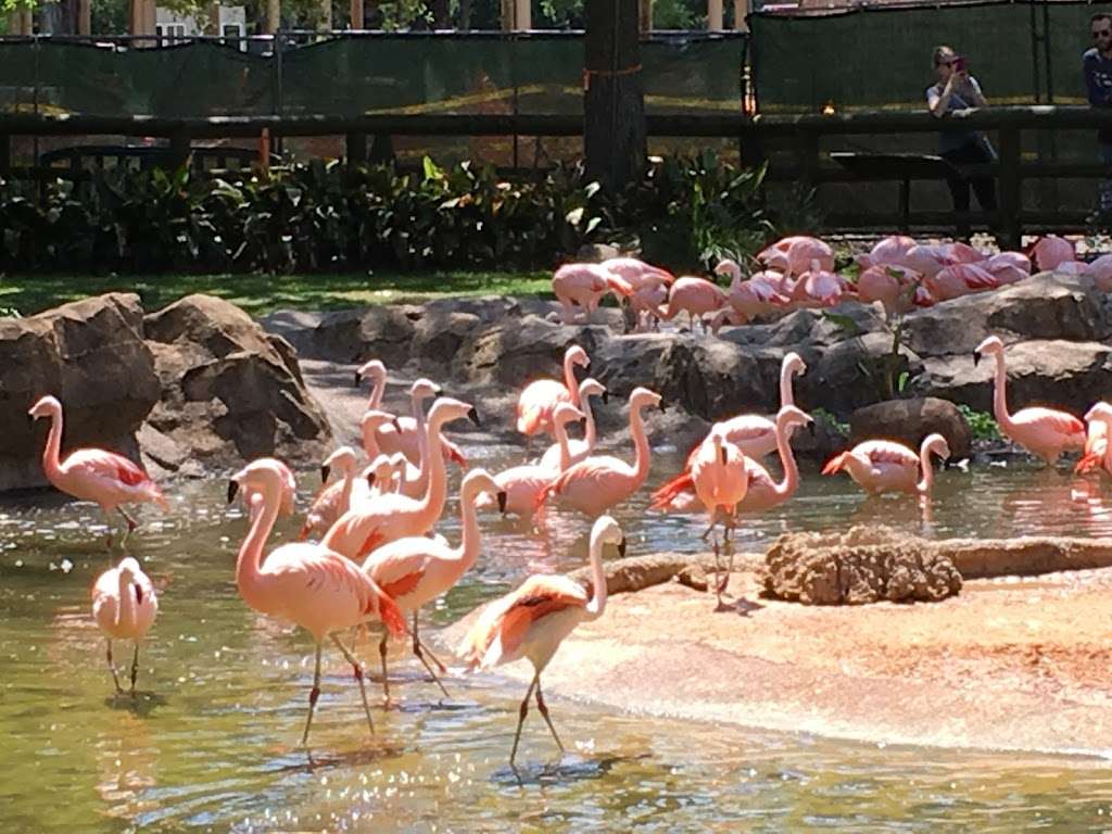 Flamingo Pond | Unnamed Road, Houston, TX 77030, USA