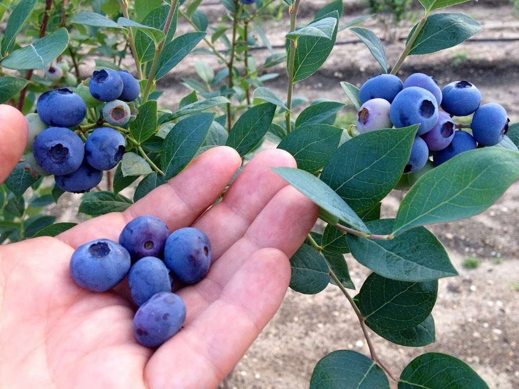 DiMeo Blueberry Farms & Blueberry Plants Nursery | 3101 Nesco Rd, Hammonton, NJ 08037, USA | Phone: (609) 561-5905