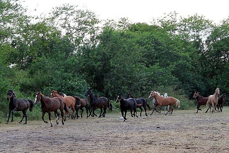 FLORIDA RESEARCH INSTITUTE for EQUINE NURTURING DEVELOPMENT and  | 19801 Sheridan St, Southwest Ranches, FL 33332, USA | Phone: (954) 492-0168