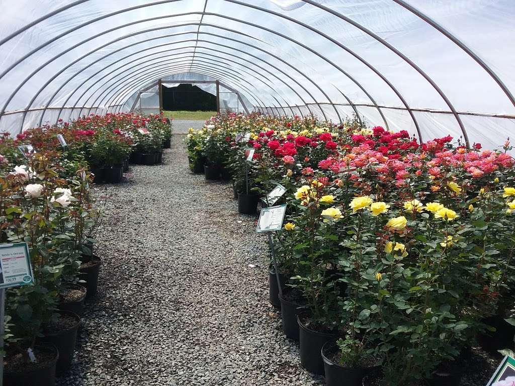 Witherspoon Rose Culture | 4401 Shopton Rd, Charlotte, NC 28217, USA | Phone: (704) 366-2566