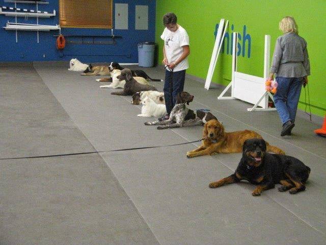 Austin Canine Central | 5402 Middle Fiskville Rd, Austin, TX 78751, USA | Phone: (512) 458-8800