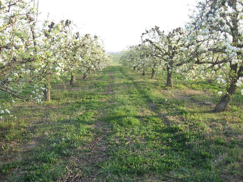 Seyfert Orchards Inc | 1050 Mt Zion Rd, Lebanon, PA 17046, USA | Phone: (717) 272-2966