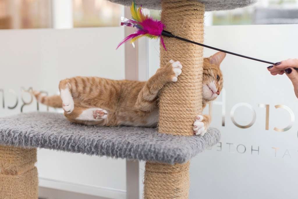 Longcroft Luxury Cat Hotel Cole Green, Welwyn Garden City | 73 Great Ganett, Welwyn Garden City AL7 3DB, UK | Phone: 01707 830555