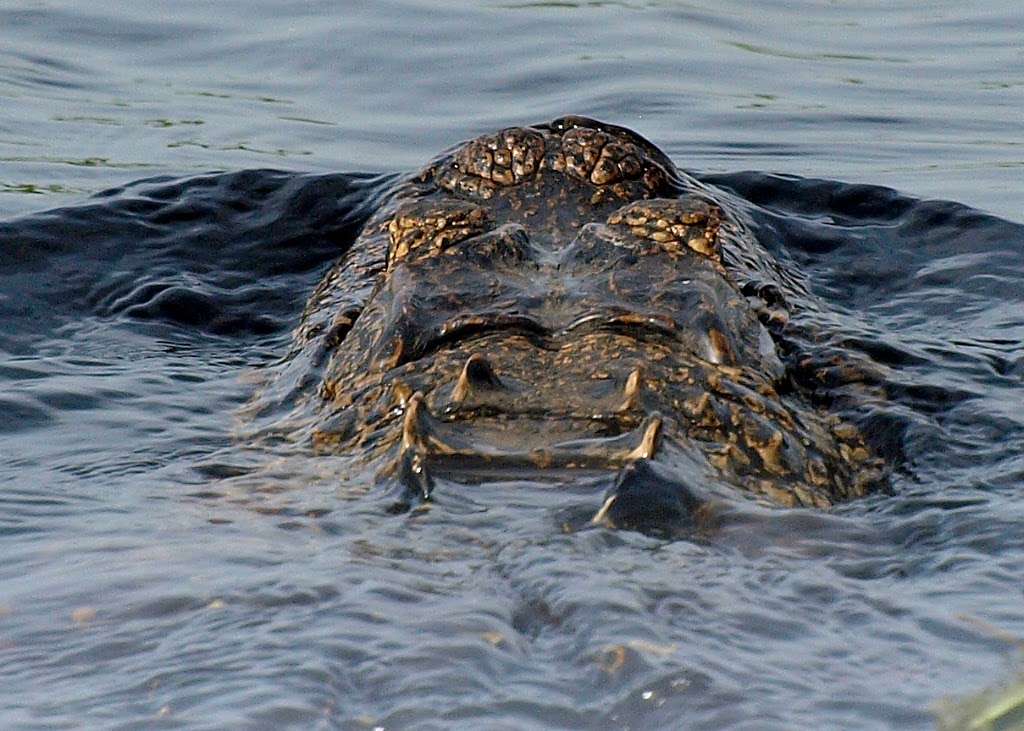 Spirit of the Swamp Airboat Rides | 2830 Neptune Rd, Kissimmee, FL 34744, USA | Phone: (321) 689-6893