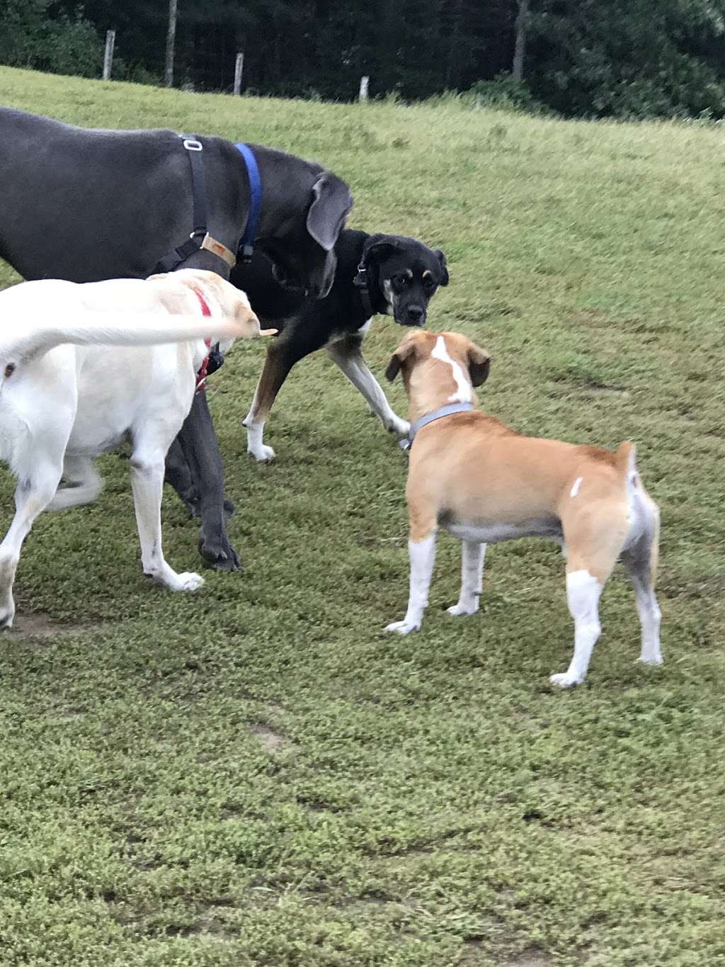 Wrentham Dog Park | Wrentham, MA 02093, USA