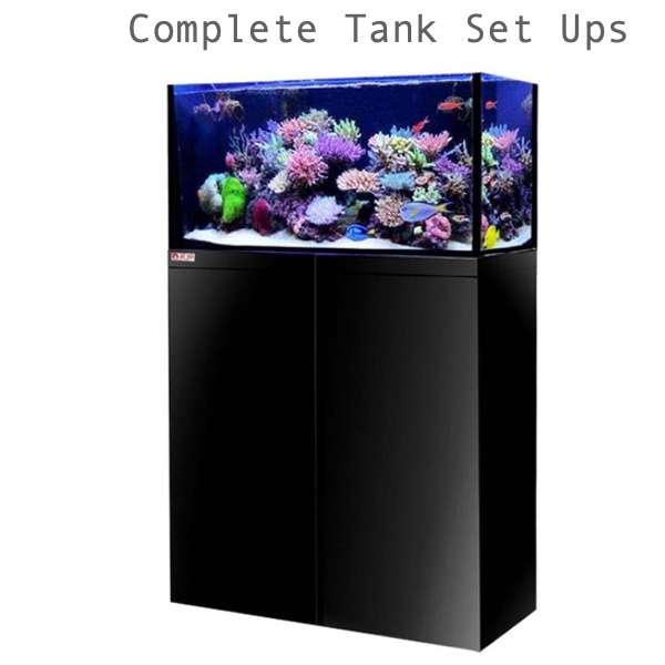 9reef Corals and Aquarium Supply | 5451 S Bryant Ave, Sanford, FL 32773 | Phone: (407) 912-5367