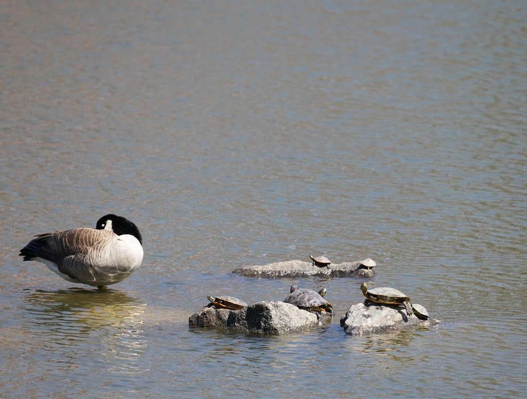 Saddle River County Park-Wild Duck Pond Area | 1133 E Ridgewood Ave, Ridgewood, NJ 07450, USA | Phone: (201) 444-8843