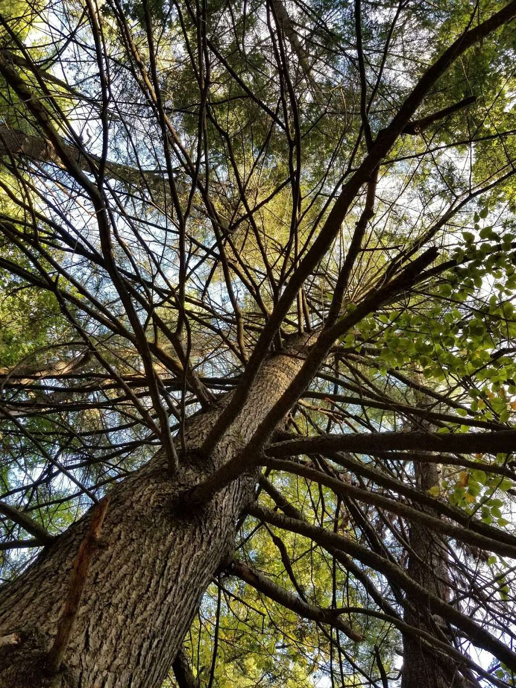 Leslie C. Bockes Memorial Forest | 33 Griffin Rd, Londonderry, NH 03053, USA | Phone: (603) 224-9945