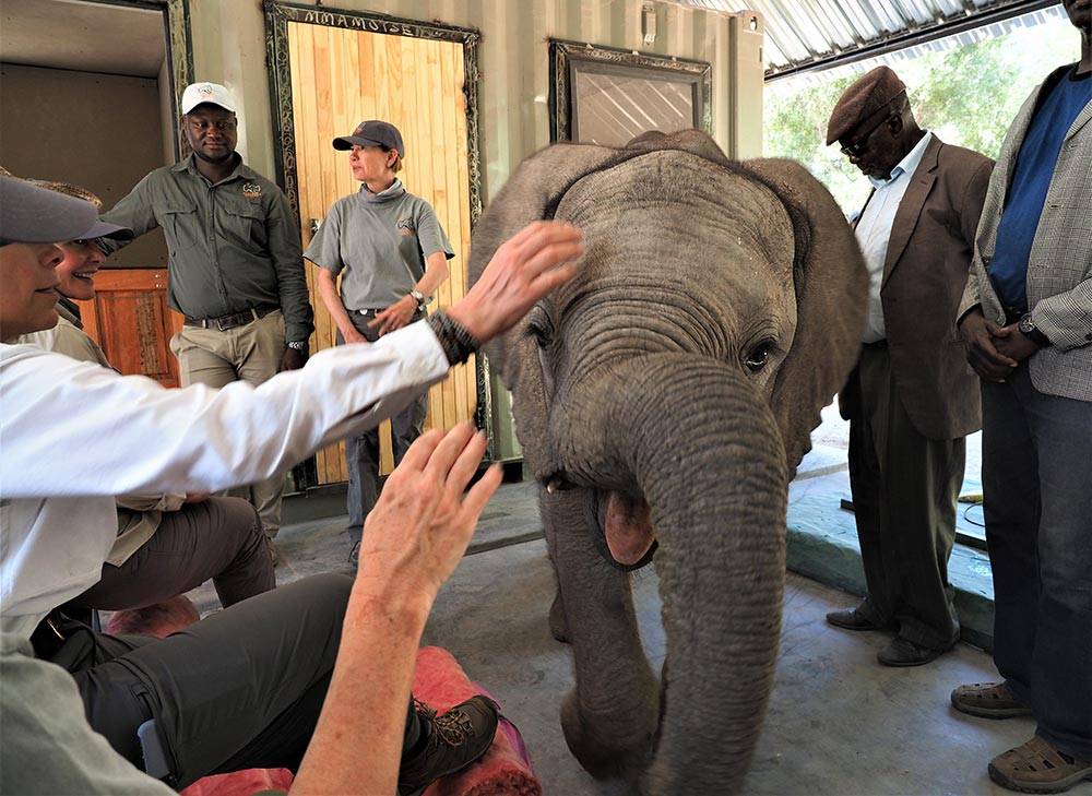 Elephant Havens Wildlife Foundation | 4104 Calculus Dr, Dallas, TX 75244, USA | Phone: (972) 620-2523