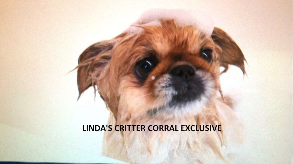 Lindas Critter Corral | 73 Bessom St, Lynn, MA 01902, USA | Phone: (781) 599-7387