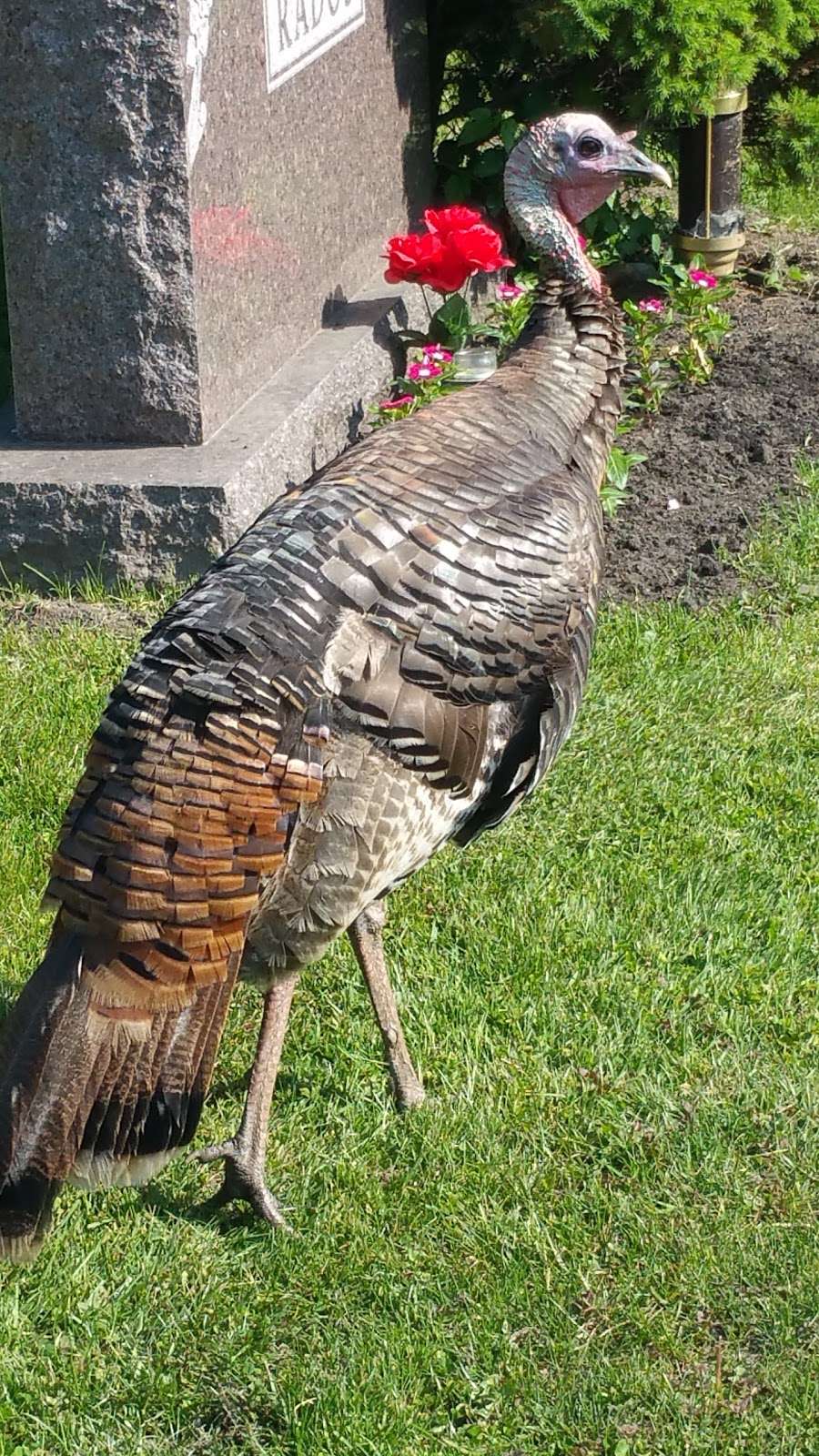 Calumet Park Cemetery Inc | 2305 W 73rd Ave, Merrillville, IN 46410, USA | Phone: (219) 769-8803