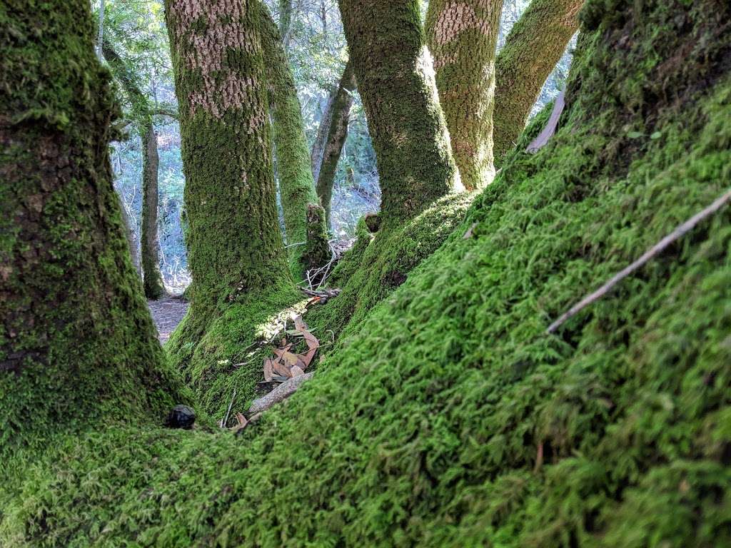 Fern Loop Trail | Fern Loop Trail, Portola Valley, CA 94028, USA | Phone: (650) 329-2423