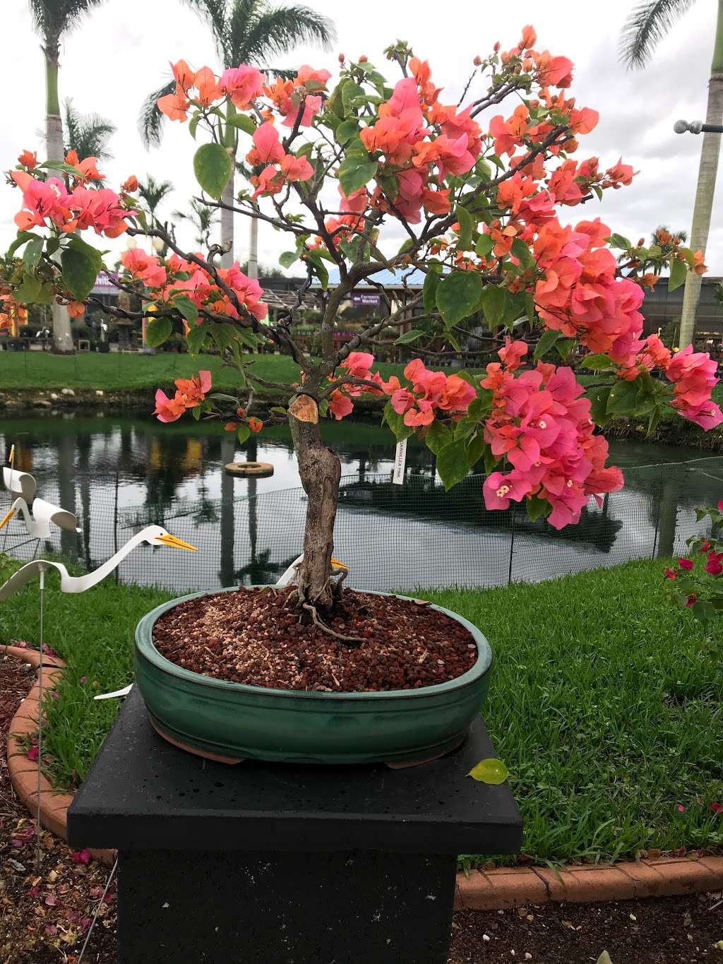 Tyler the Bonsai Guy | 1655 S Flamingo Rd, Davie, FL 33325, USA | Phone: (954) 401-6477